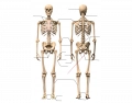 The Human Skeleton in Latin