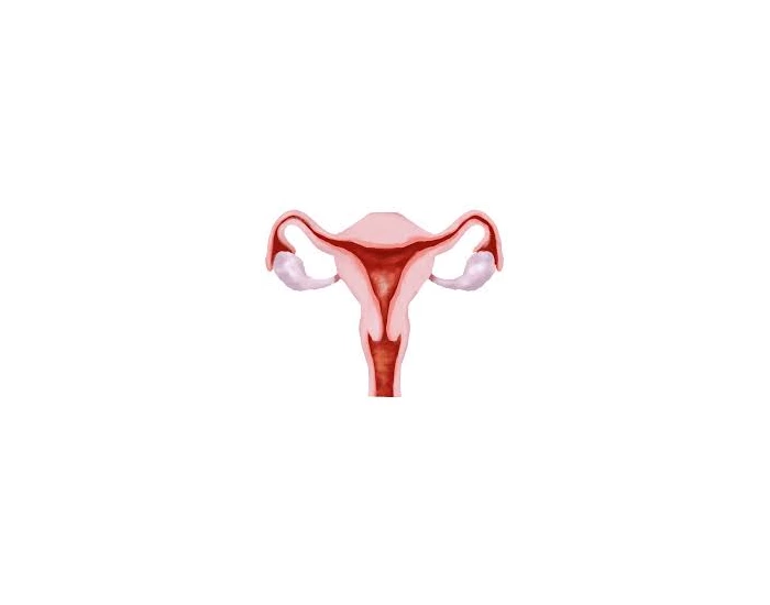 Labeling the female reproductive system Quiz