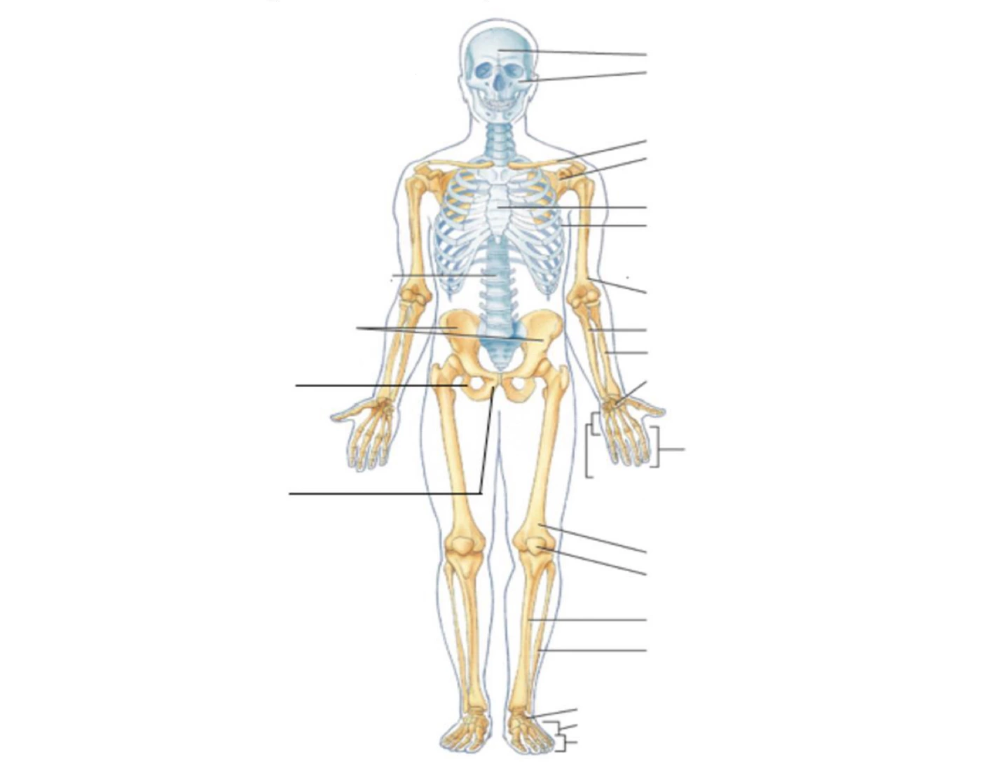 axial-and-appendicular-skeleton-diagram-quiz