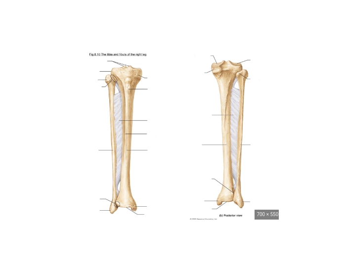 Trivia Tibia Tibia - Anterior and Posterior View — Printable Worksheet
