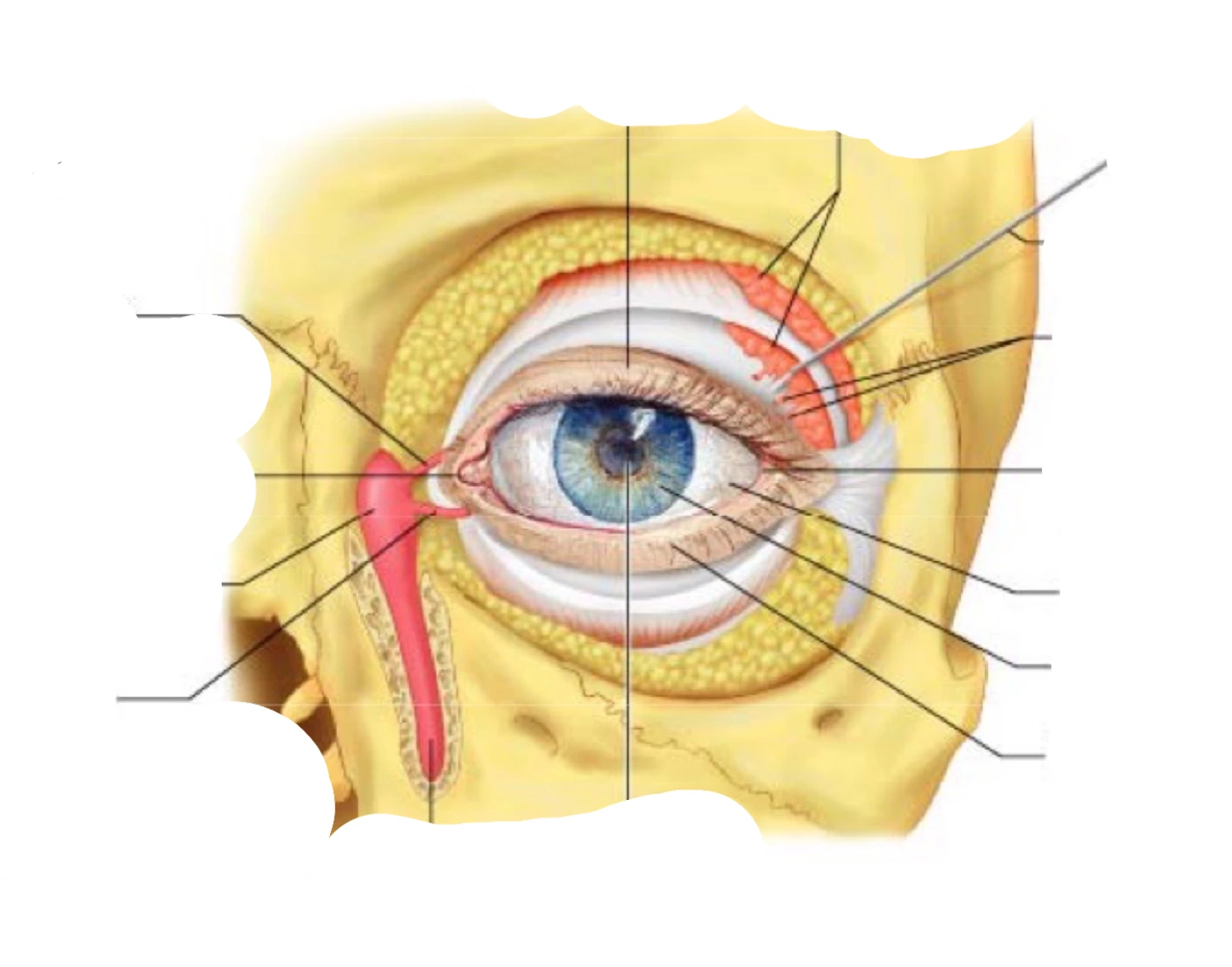 accessory-structures-of-the-eye-quiz