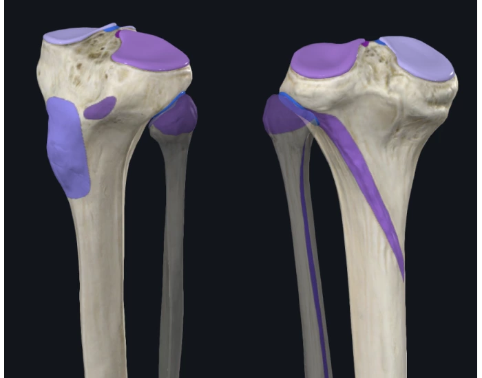 Trivia Tibia Upper tibia bony landmark Quiz