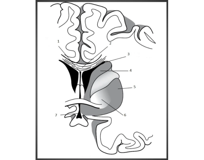 Neonatal Head Anatomy Diagram 1 Quiz Biology Diagrams