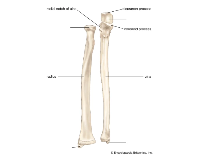 The Ulna & Radius Quiz