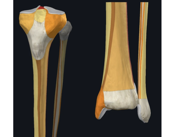 Tibia Bony Landmarks Printable Worksheet