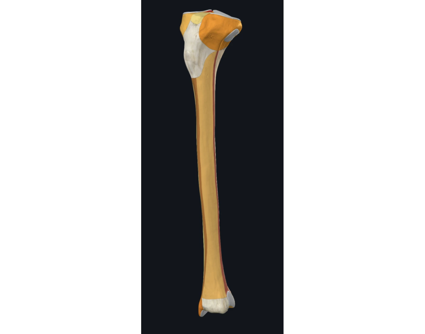 Tibia Bony Landmarks 2 Printable Worksheet