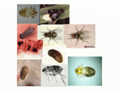 Ectoparasites (Insects)