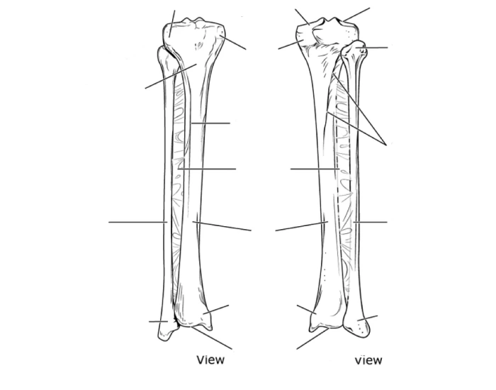 Right Tibula and Fibia, anterior, posterior view Quiz