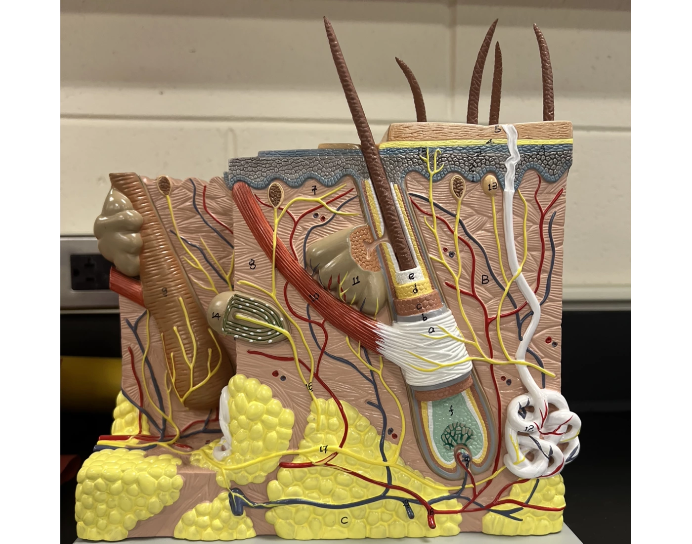 Integumentary Model Midterm Quiz