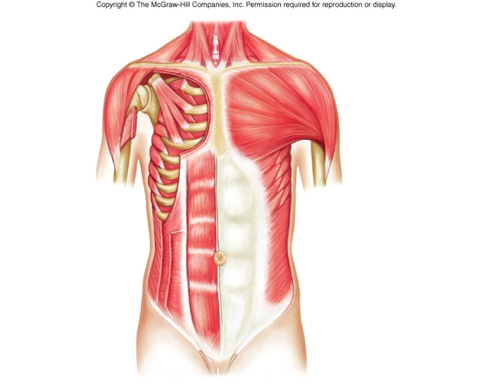 major-muscles-of-the-chest-and-abdomen-deming-quiz