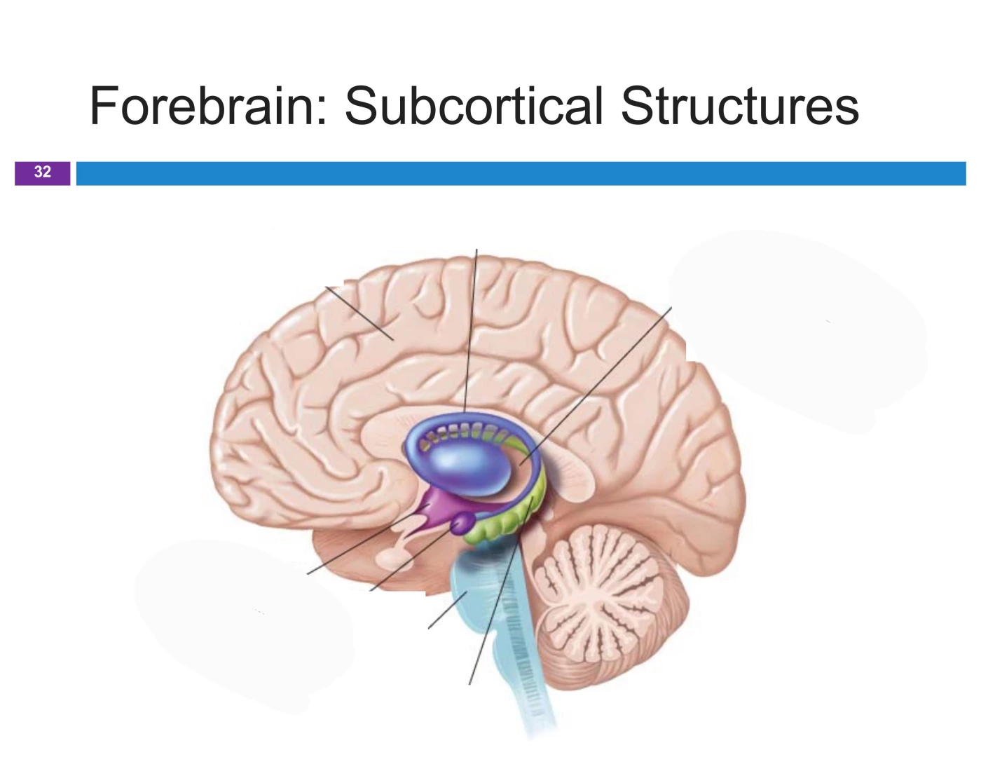 Forebrain: subcortical structures Quiz