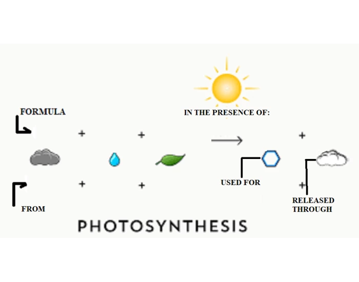 Slo Formula PHOTOSYNTHESIS FORMULA SLO Quiz