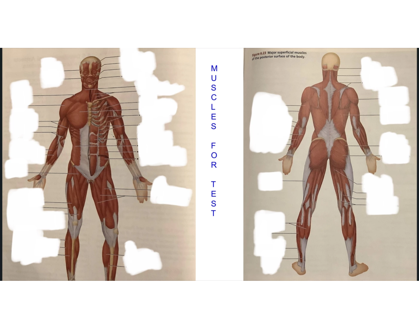 Muscles for Anatomy Test Quiz
