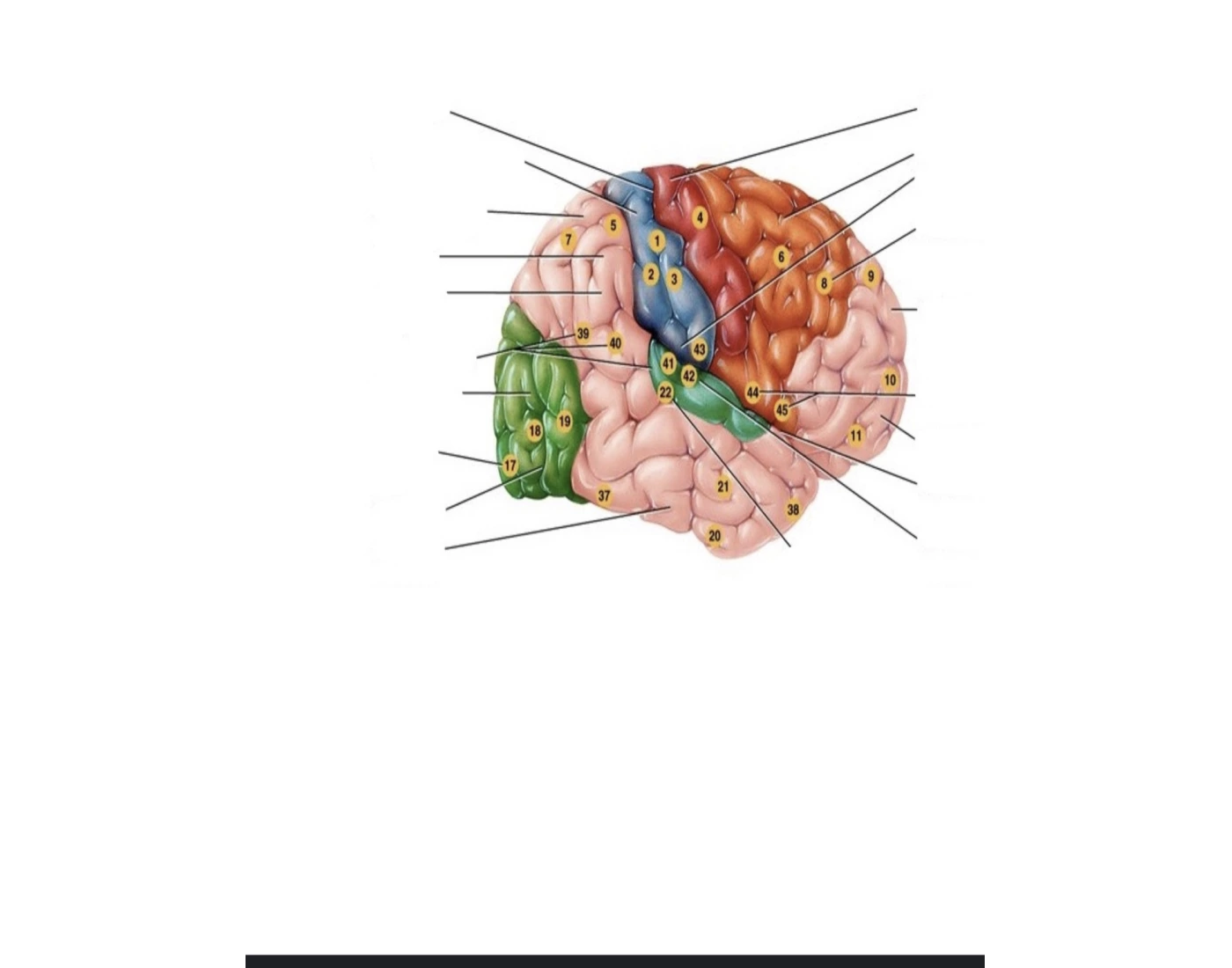 functional-area-of-brain-quiz