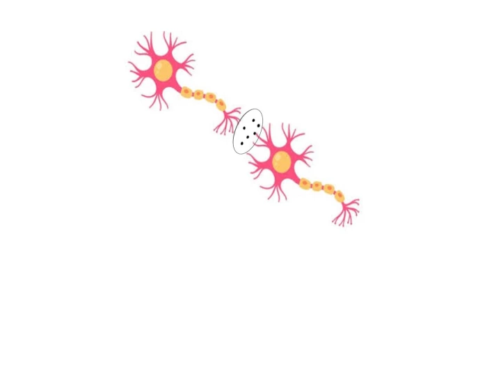 Neuron To Neuron Printable Worksheet