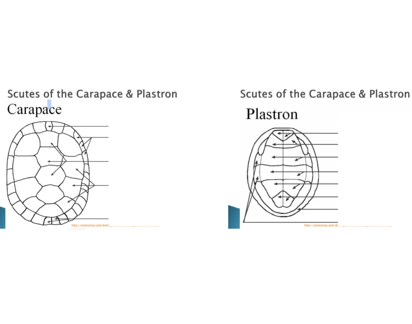 Turtle shell anatomy Quiz