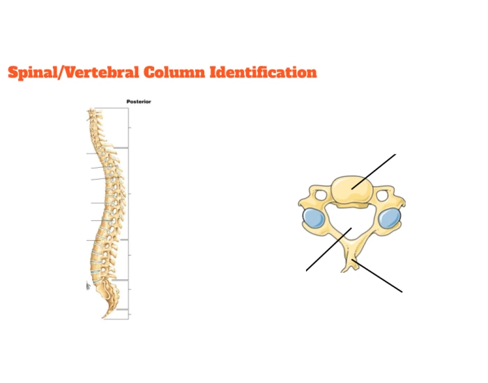 Spinal Column Point Spinal/Vertebral Column Identification — Printable Worksheet
