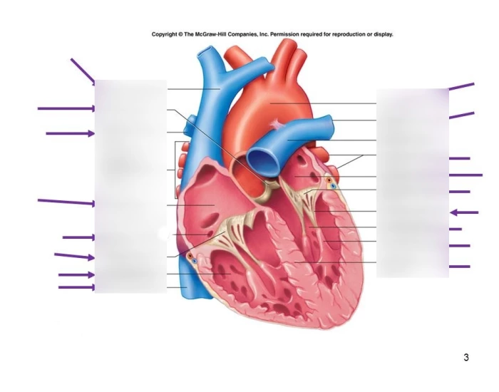 Heart Diagram Opened Quiz Heart diagram opened quiz
