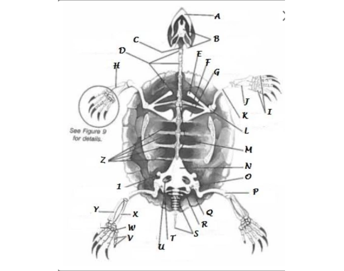 Turtle anatomy Quiz