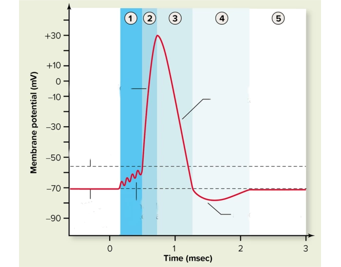 Action Potential Graph Quiz