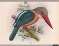 Kingfishers of the World | Slide Quiz