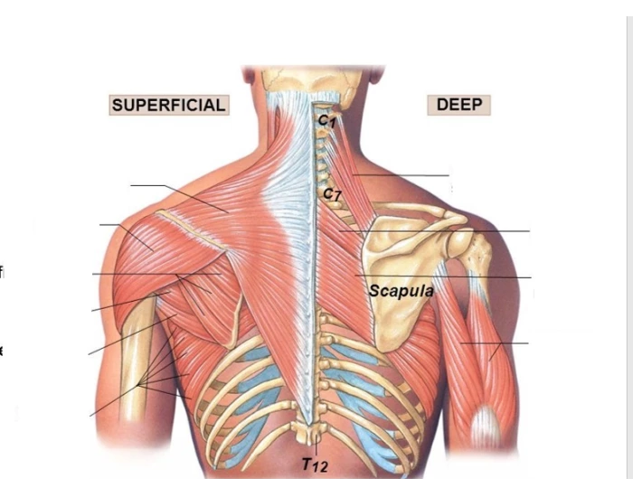 Left Parascapular Muscles of Scapular Stabilization Posterior View Quiz