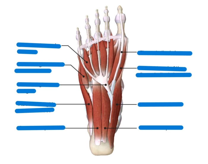 foot-flexors-bottom-of-foot-quiz