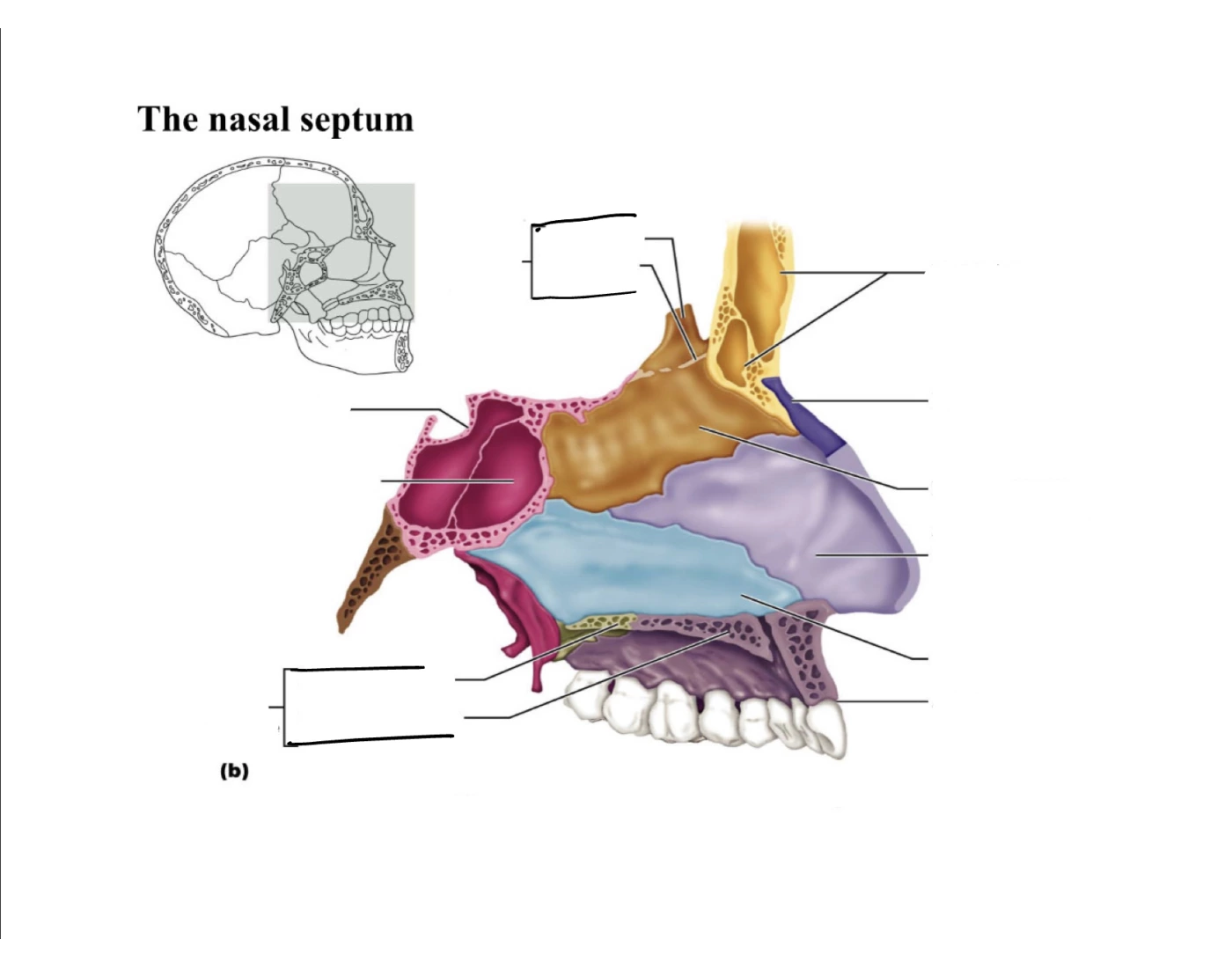 Nasal septum Quiz Biology Diagrams