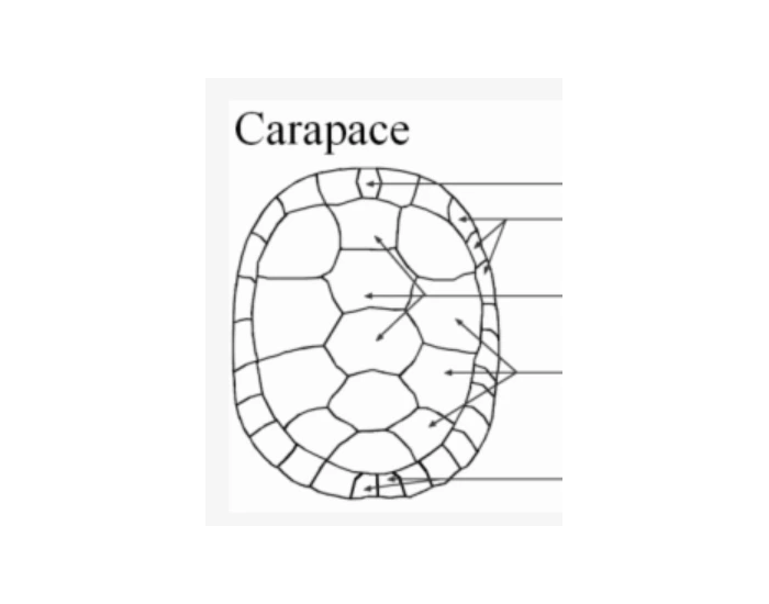 Karapaste Shell Carapace turtle shell labeling Quiz