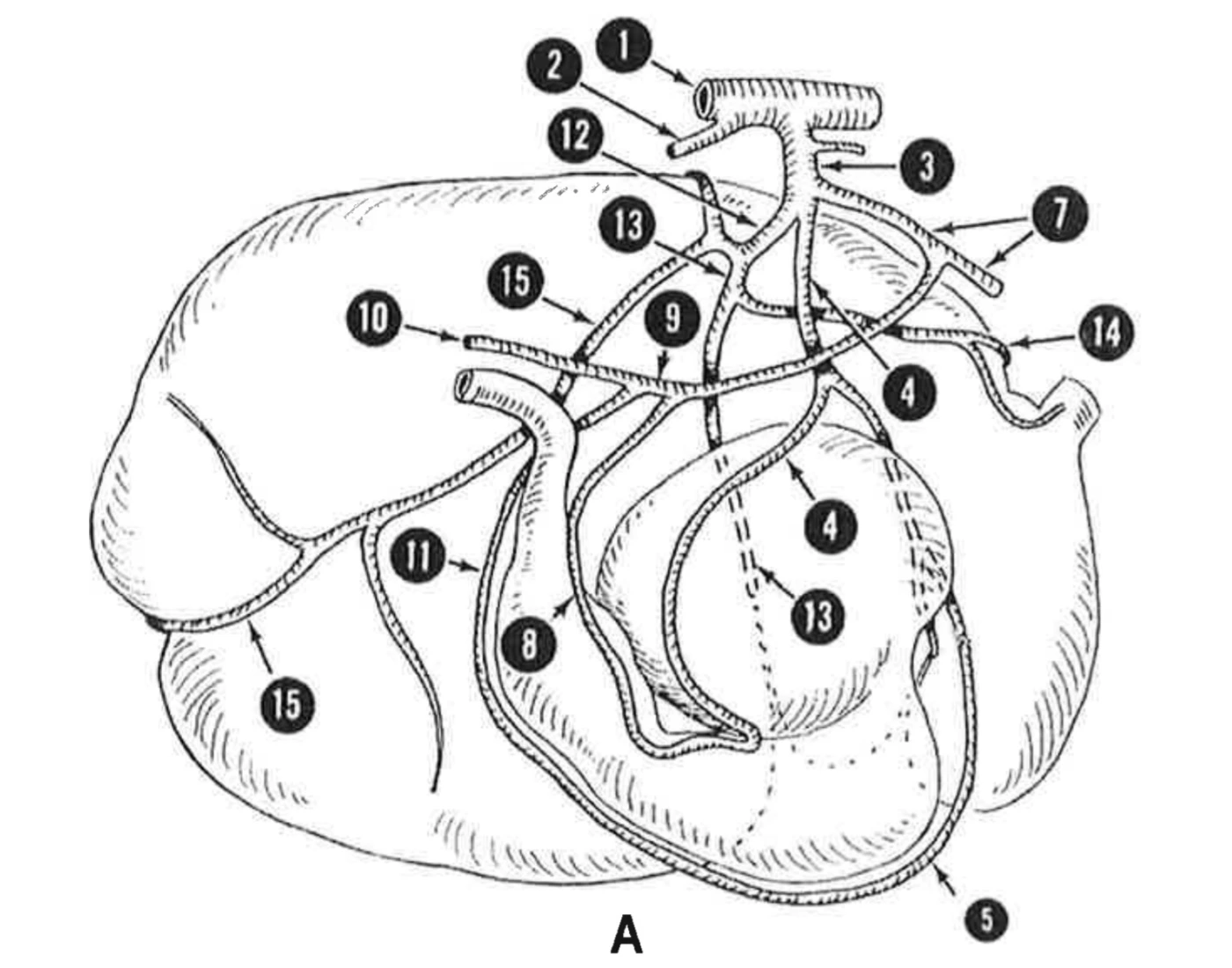 Trivia In Ruminants Ruminant stomach arteries Quiz