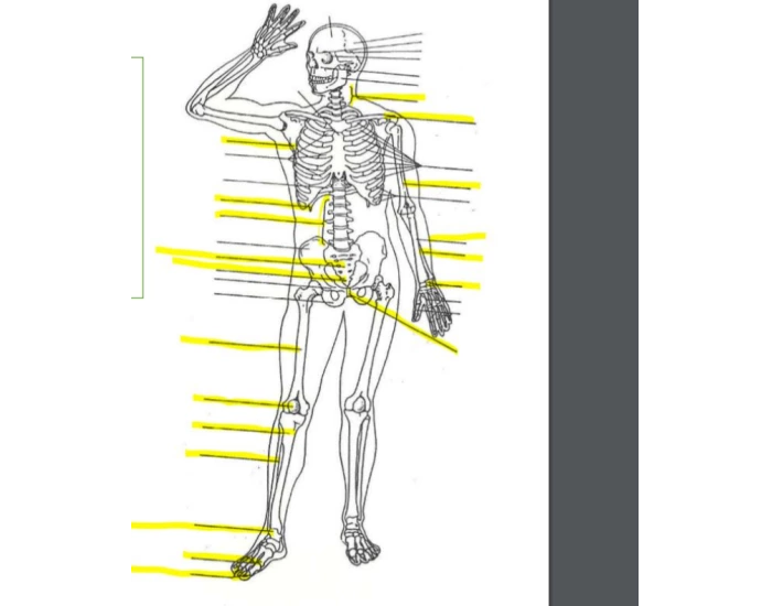 Anatomy Skeleton Test 1 Quiz