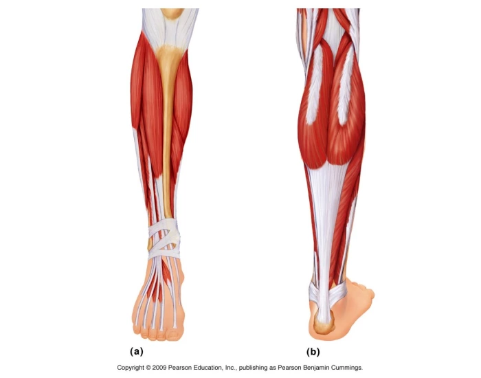 Lower Leg/ Ankle/ Foot Muscles — Printable Worksheet