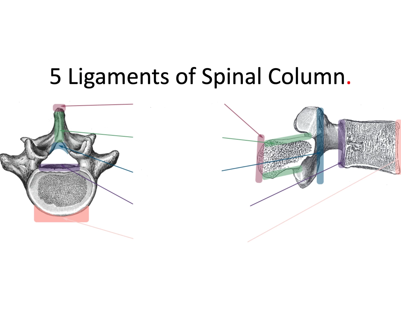 Spinal Column Worksheet 5 Ligaments of the Spinal Column — Printable Worksheet