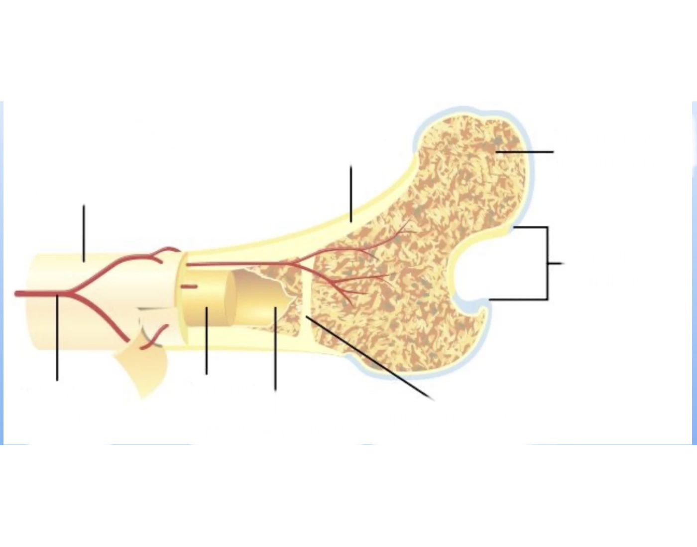 Parts of a bone Quiz