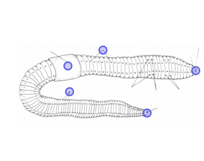 External Anatomy Of Earthworm External Anatomy Of Earthworm