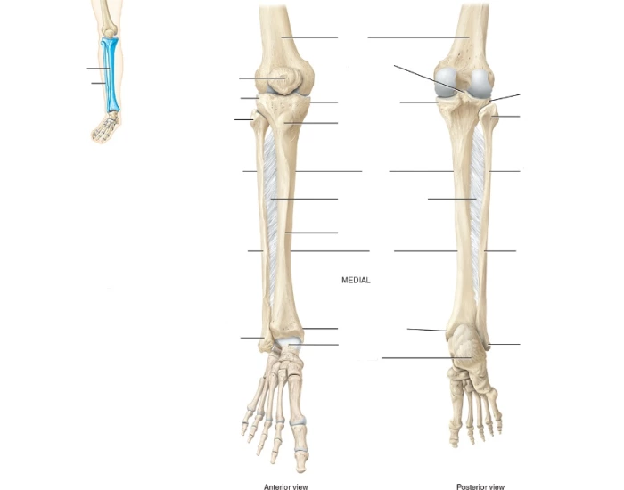 Tibia Bottom Inferor Skeletal: Lower Limb Tibia & Fibula Quiz