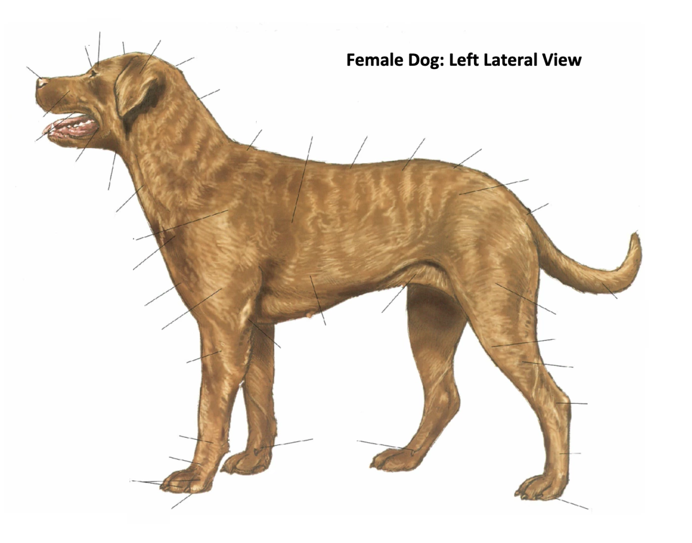 Dog Left View Female Dog: Left Lateral View Quiz