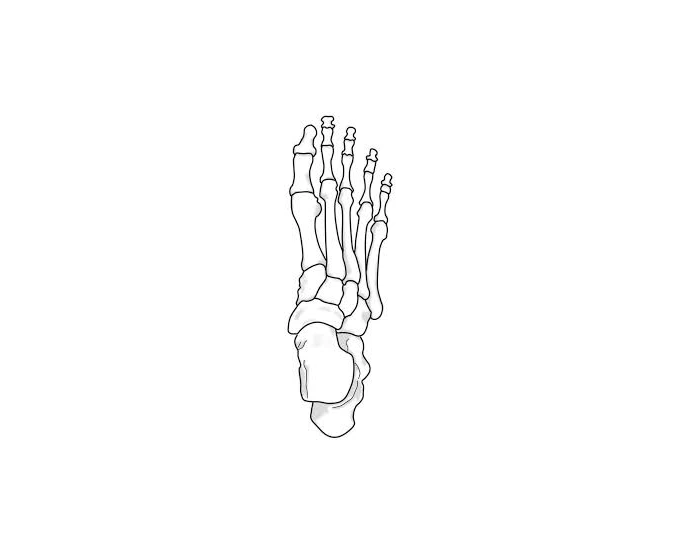 Bones Foot Quiz