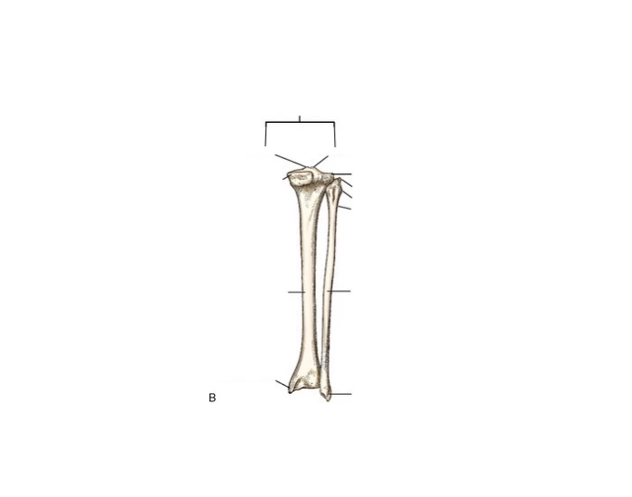 Posterior Aspect Tib-Fib Quiz
