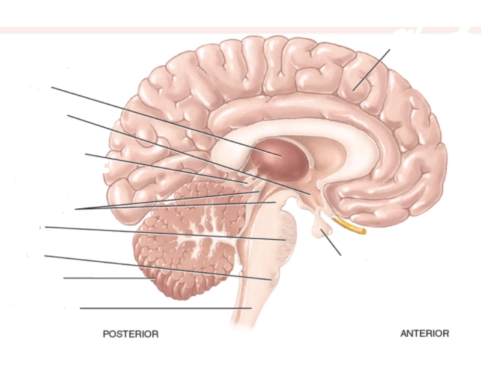 ANATOMIA INTERNA DO CORAÇÃO Quiz