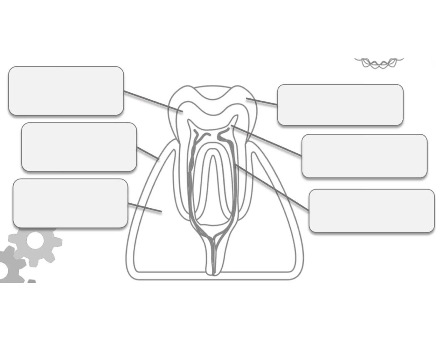 Parts of Tooth — Printable Worksheet Parts of Tooth — Printable Worksheet