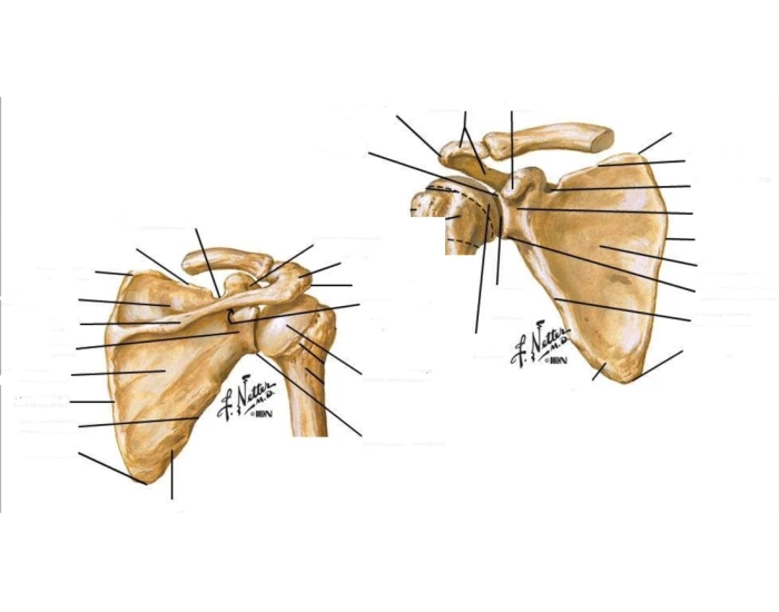 Scapula bony landmarks Quiz