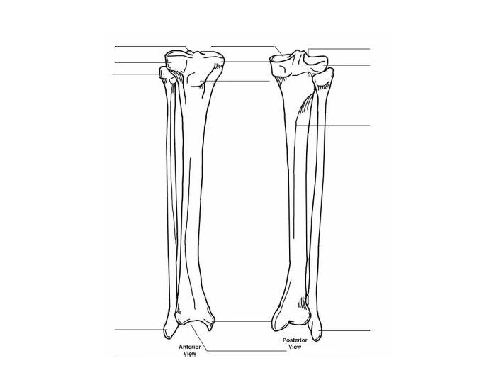 Label Tibia, Fibula Quiz