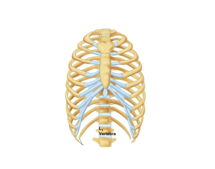 Thoracic Cavity (Skeletal System) โ Printable Worksheet Biology Diagrams