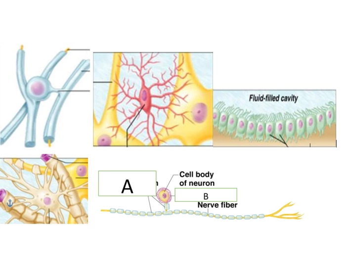 Supporting Cell Model Support Cell Images Quiz