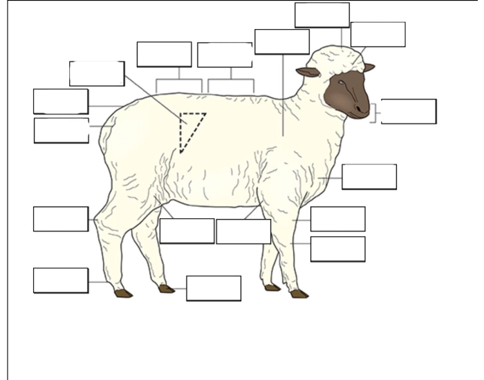 Sheep Labeling Quiz