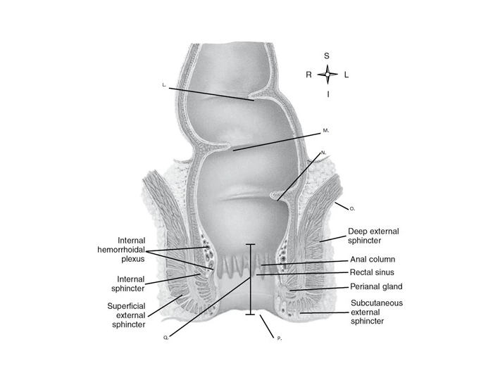 Rectate Clot Rectal Valves and other anatomy — Printable Worksheet