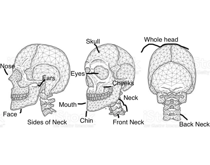 physiology-head-and-neck-scientific-names-quiz