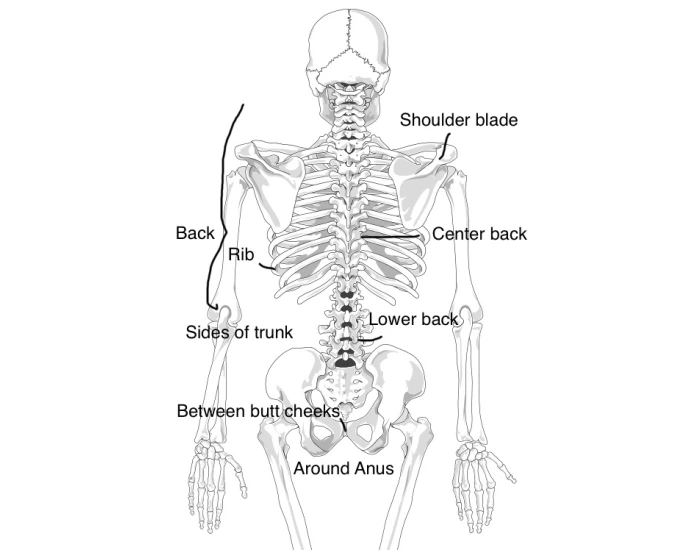 physiology-back-scientific-names-quiz