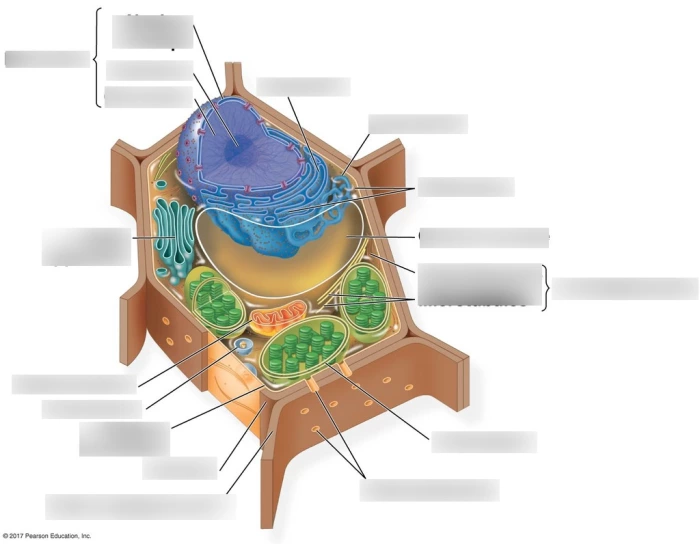 Label the Cell (Plant) Quiz